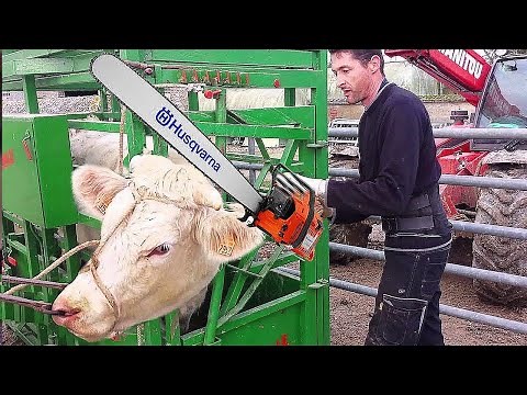 From Farm to Facility: A Rare Look Inside Today’s Cattle Handling and Processing Systems