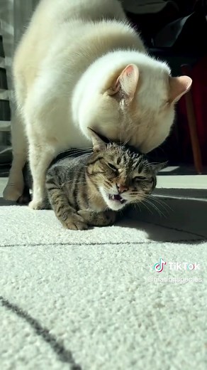 Animal Mating Behavior: Understanding Cats' Mating Season
