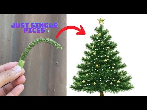 How to Grow a Full Christmas Tree from a Single Branch! 🎄