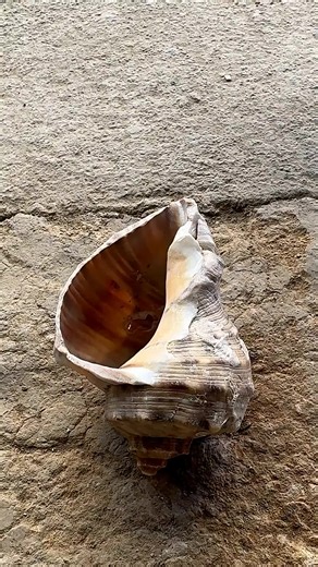 Homemade Snail Shell Mold Engineering Project