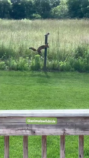 Fox Chasing Squirrel . . 👉DM for removal . . Like and Follow us for more videos : Animals Wildside . . #animalswildside #wildlifeonearth #wildlifeaddicts #closeenough #animal #reels #savage #squirrel #videooftheday #Hunter #fox #mountainlion #encounter | Animals Wildside