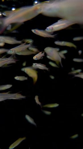 Threadfin Rainbowfish – The Elegant Dancer of Freshwater Aquariums! 🌈🎐🐟 #Shorts #LianaFish