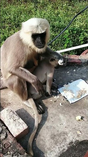 monkey | langur ki video | langur sound | langur voice #shortsfeed #shorts