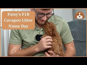 Patsy's F1B Cavapoo Puppies | Name Day!!