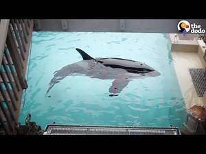 SeaWorld Orca Has Spent Almost 50 Years In A Tiny Tank
