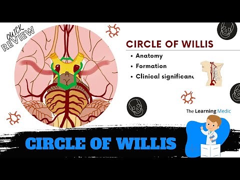 Circle of Willis - Anatomy | Blood supply of the brain