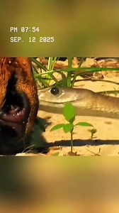 A lion got bitten by a black mamba and what followed was worse than a nightmare.#wildanimals #animals #foryou | Extremely Funny Videos