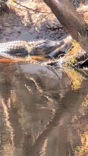 Off the Chart Sized Alligator in River by 3 Bridges on Flagler Trail South! Oviedo, Florida