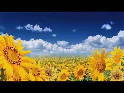 Sunflower Sunset easy worship backgound video loops