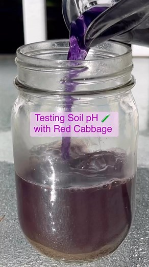 Thought you might find this soil pH test interesting and fun! It would also make a great science activity to do with kids! Info below.⬇️ 💜Anthocyanin is a water-soluble pigment (molecule) that gives red cabbage its purple color as well as many other plants. The color of the pigment changes if combined with substances differing in pH. 🧪The pH surrounding the molecule can be altered by adding something acidic like vinegar or alkaline like baking soda. Soil comes in varying pH making this test a 