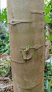 papaya tree grafting technique using the water method #shorts