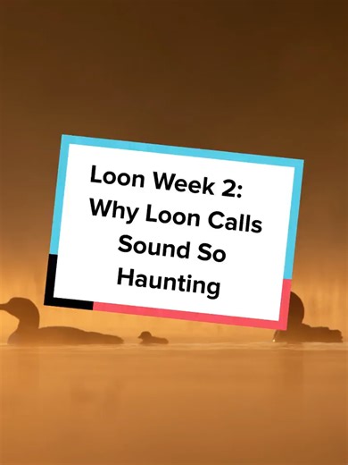 Understanding Loon Calls in Northern Lakes