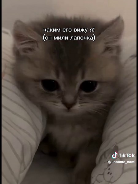 Веселые котята на TikTok