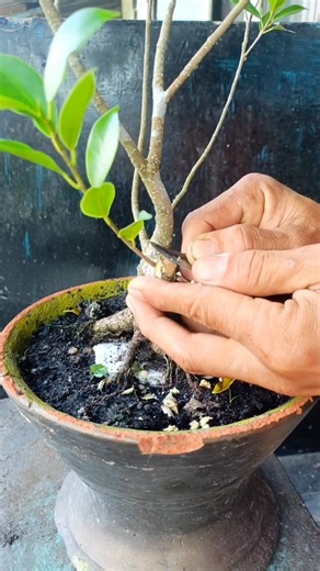 9K views · 181 reactions | Ficus microcarpa #fblifestyle | Karimun Java | Facebook