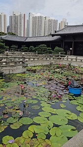 Arboles por el Mundo presenta Flor de Loto Nelumbo nucifera En los Jardines Nan Lían de Hong kong Del Desierto al bosque en un momento Pioneros en Producción de Especies Nativas y naturalizadas No Invasoras del Norte y altiplano mexicano #arboles #arquitecturadelpaisaje #treenursery #adriancavazoscavazos #viverosregionales #arboles #arbolesporelmundo #hongkong | VIVEROS REGIONALES