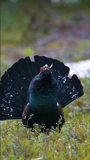 Western Capercaillie — The Giant of the Grouse Family