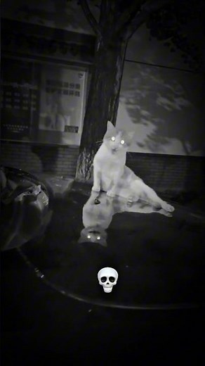 ​Never Look Into This Cat's Eyes at Night! 💀🐈 #shorts #sigmaedits