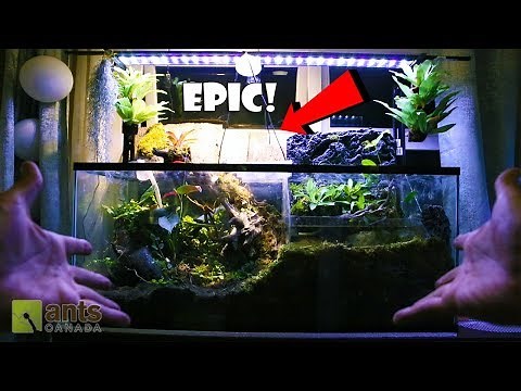 The Craziest Ant Farm I've Ever Made