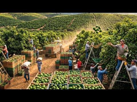 How Millions of Avocados Are Harvested in Mexico | Massive Agriculture Technology