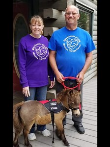 The mission of the American Miniature Horse Association is to make the smallest, most correct horse. ..I understood the assignment | Mystic Rock Miniature Horses