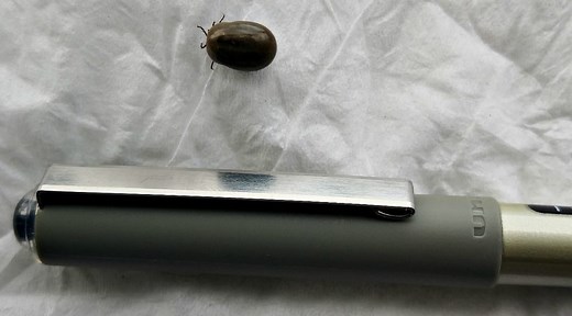 Ticks in Scotland - don't worry - but you need to be aware - Must See Scotland