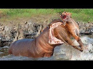 Hippo Bites Lion's Tail Off And What Happens Next | Lion Injured