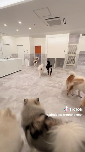 大型犬のためのお家が完成しました🏠