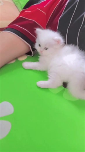 সবাই সাবস্ক্রাইব করবেন,,❤️❤️ unfrez #cat #shorts #shorts, #viral, #trending, and #youtubeWatch