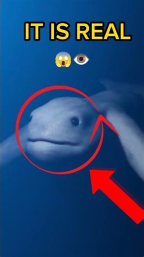 NI​NGEN The Human-Like Sea Creature Caught in Antarctica 🌊😱#Ningen#SeaMonster #DeepSea #OceanMystery