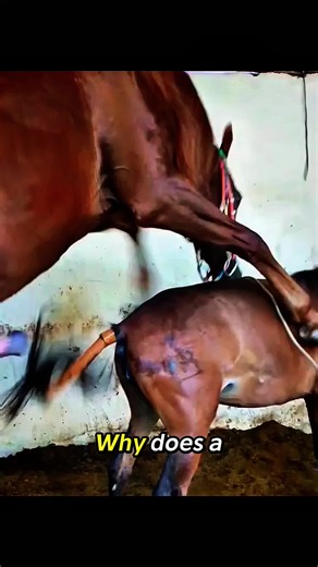 #frasianhorse #equestrianlife #horseridingjourney #creatorsearchinsights. #arabianhorse