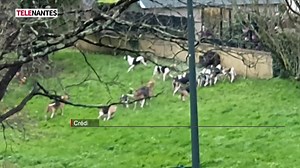 SAINT-HERBLAIN : LA BATTUE SE TERMINE DEVANT UNE ÉCOLE C’est une drôle de scène qui s’est déroulée devant la maternelle Condorcet lundi matin, à Saint-Herblain. Pendant la récréation, un sanglier apeuré, entouré de chiens, se réfugie dans le fossé juste en face de l’école. L’animal, épuisé, est la cible d’une battue administrative qui se déroulait juste à côté, dans le parc de la Chézine. | Télénantes