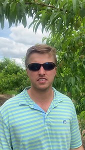 1.7K views · 41 reactions | Peach Thinning | Lane Southern Orchards | Facebook
