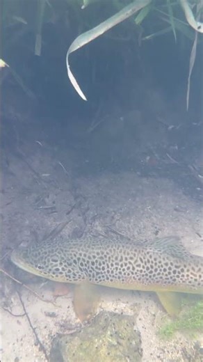 The Art of Hiding. Brown Trout Underwater 🌿 #shorts