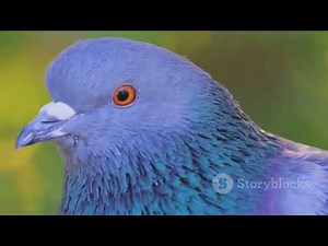 Discover the Blue Eyed Ground Dove