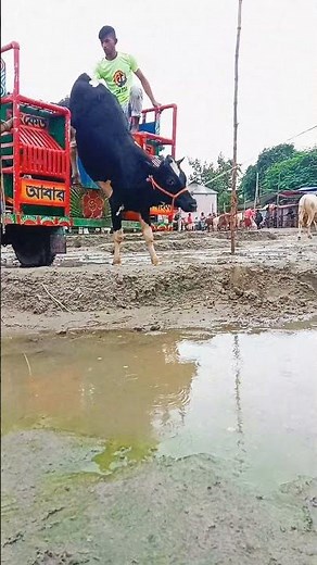 Best of Best Cow Jumping Video 🇿🇦 South Africa | Amazing Cow Stunts 2025