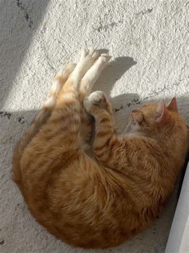 Emma Rose on Instagram: "♥️🕊️ Over half my life with you by my side (around 17 years we think) and somehow it still doesn’t feel long enough 🤍 Sam. Sammy. Samamfa. Samburger. My happiest boy. The loudest purrer. My number one. A street-wandering king at night, coming home like he owned the place (because he did). Always “overweight” according to the vets - we just called it muscle. Turning up with freshly cooked steak and sausages stolen from someone’s house. If you knew me, you 