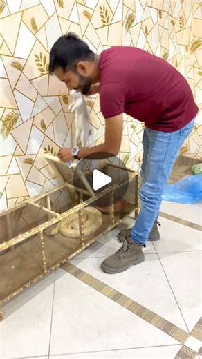 Mian Azhar Mahmood | Snake eating rabbit 🐰😋 | Instagram