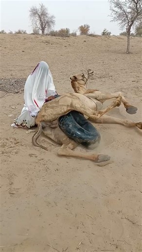 رعاية الجمل في صحراء قاحلة