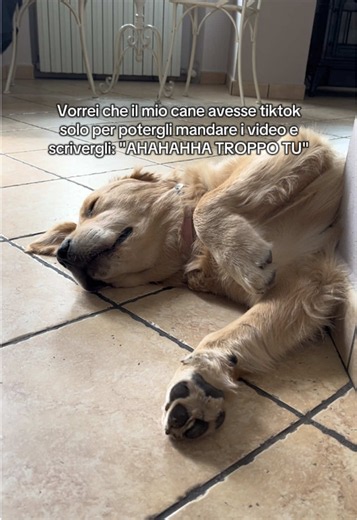 Come inviare video al tuo cane: idee e frasi divertenti