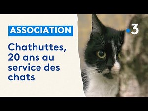 L'association de protection des chats "Les Chathuttes" fête ses 20 ans