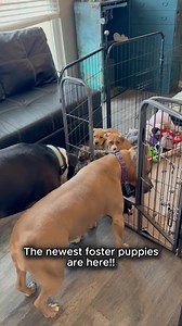 New pups are here! #hunk #peach #puppy #newlitter #fosteringsaveslives #PawsitiveTailsKC | Pittiehoarder