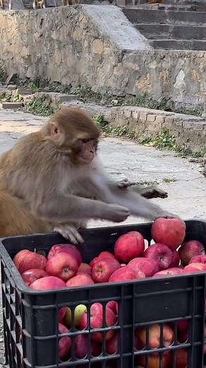 feeding time of monkey || feeding mix fruits