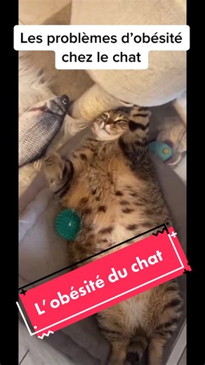 Cc tout le monde, je suis enfin de retour, voici une petite vidéo sur les problèmes d’obésité du chat 😺😸 #groschat #chatensurpoids #chatobèse #régime #obésité #surpoids #chatgros #lechat #monchat #mycat #leschats #cutecat #cutescats #chatmignon #chatsmignons