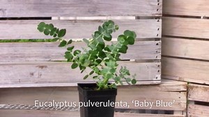 Eucalyptus pulverulenta 'Baby Blue', Florist Silver Dollar, Silver-Leaved Mountain Gum, Tree or Shrub, Great Container Plant for Indoors and Out, Container Size: 3" (2.6x3.5)