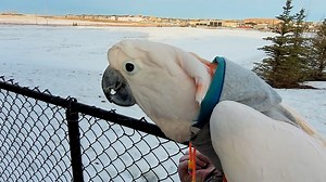 Winter Walk in a Rainbow Hoodie - Such Fun! I went for a winter walk wearing a comfy rainbow hoodie. I visited the big field (we didn't stay long because the construction on the other side made me nervous), and we inspected the cars, and strolled through the complex. Such fun!. It was a bit chilly, but we weren't out long. Such a wonderful day for a walk! Join the flock! Make sure you beak subscribe so you don’t miss out! I want to tell you all about the great adventure of living with my pet hoo