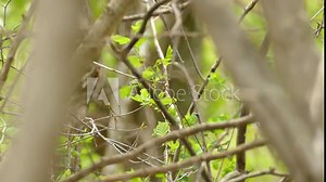 Magnolia Warbler alighted and flew between the branches of the tree. Setophaga magnolia on tree. birds in the wild forest