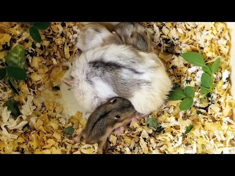 🐹 LIVE | Hamster mom with her 11-day-old babies 💕 Tiny, chubby, and growing fast.