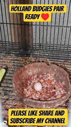 Holland Budgies Female eagerly wants to Breed #birds #petbirds #birdsavairy #parrot #shorts #viral