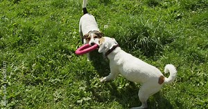 Two jack russells fight over toy on the grass in the park