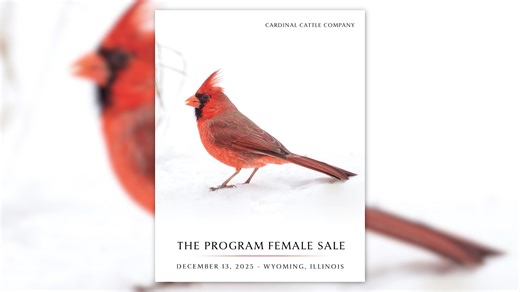THIS WEEK — DECEMBER 13 🔥 Cardinal Cattle Company’s Program Female Sale! Shop a standout lineup of bred females and elite genetics built for performance, longevity, and maternal power. Don’t miss your chance to add proven Cardinal quality to your herd! Check out the LiveAg's website for more information. https://bid.live-ag.com/events/event/239/the-program-female-sale-cardinal-cattle-company?fbclid=IwY2xjawOmigpleHRuA2FlbQIxMABicmlkETF3Zk9nZUpCM2xhd1c1eUhyc3J0YwZhcHBfaWQQMjIyMDM5MTc4ODIwMDg5MgA